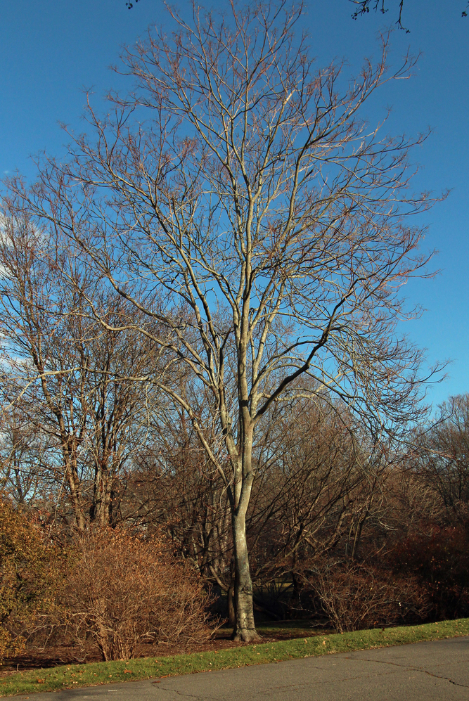 Tree of heaven.