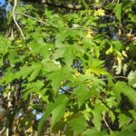 Leaves of silver maple.