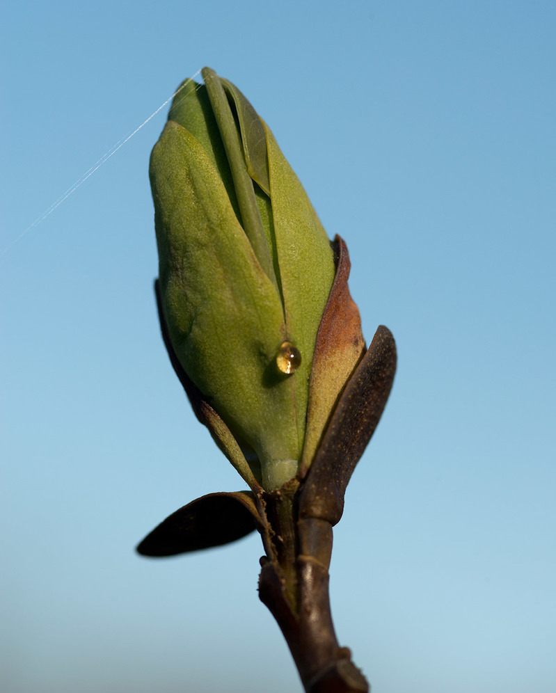 Breaking bud of hybrid tulip tree.