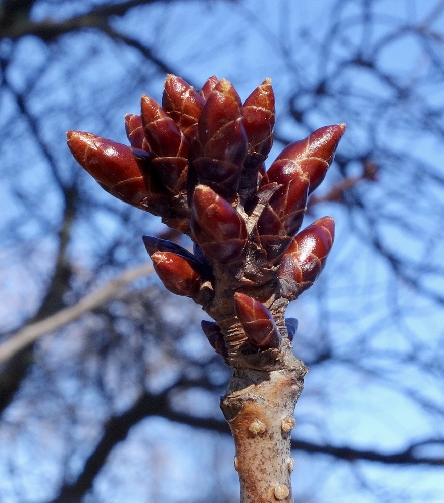 Buds of Sargent cherry.