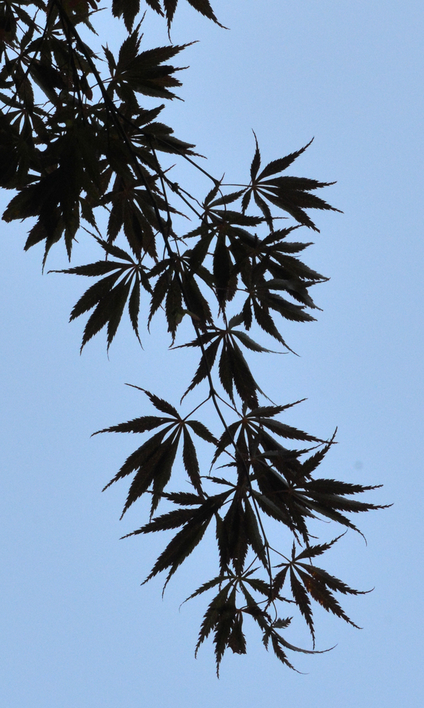 Leaves of Japanese maple.