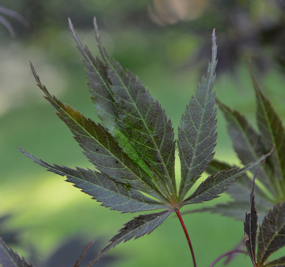 Leaf of Japanese maple.