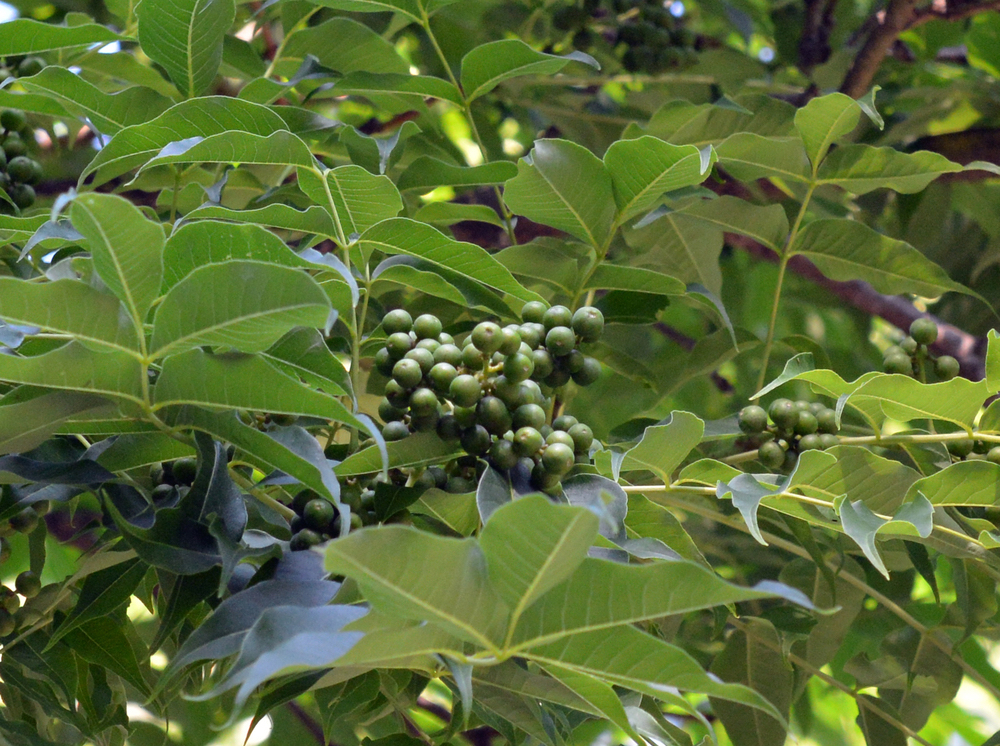 Fruits of Lavalle cork tree.
