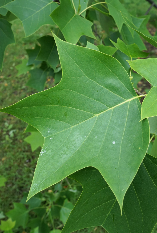 Leaf of hybrid tulip tree.