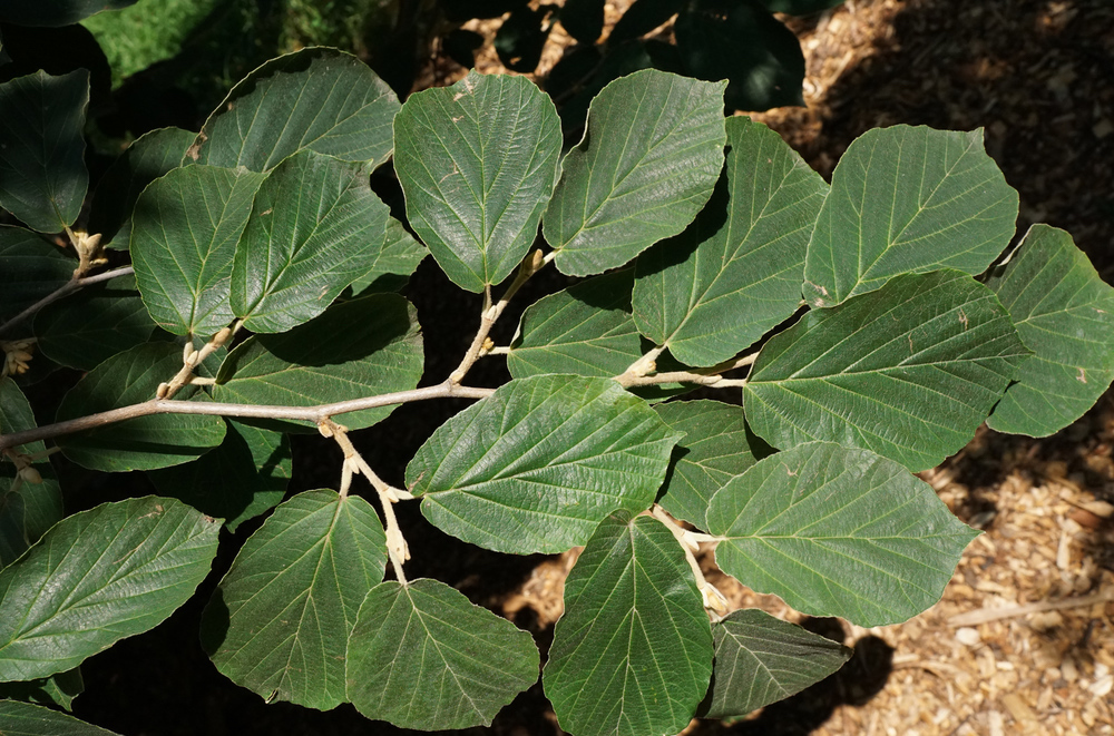 Leaves of Chinese witch-hazel.