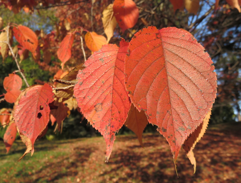 Autumn leaves of Sargent cherry.