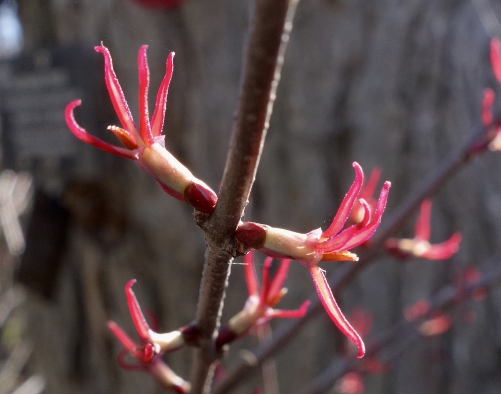 Female flower of Katsura Tree.