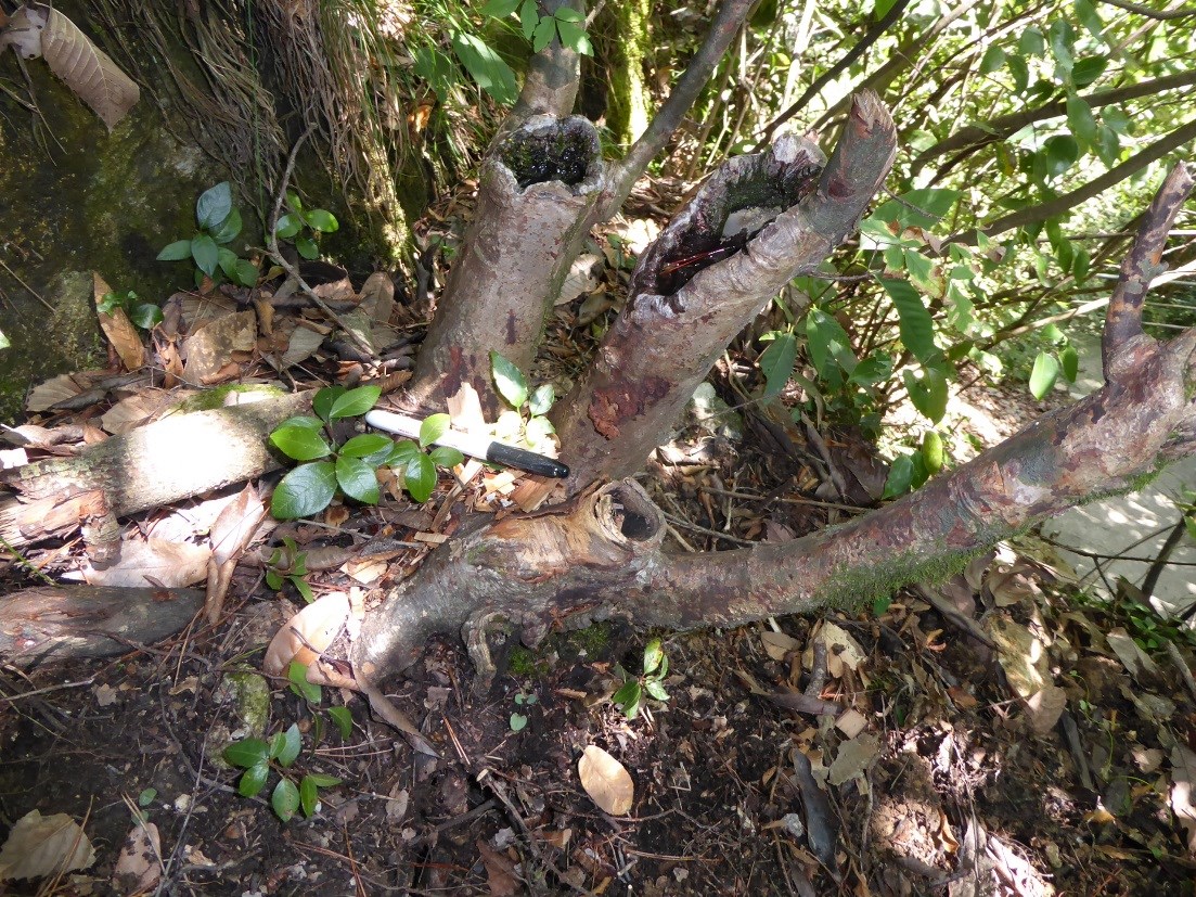 Coppiced Acer griseum (NACPEC15-007).