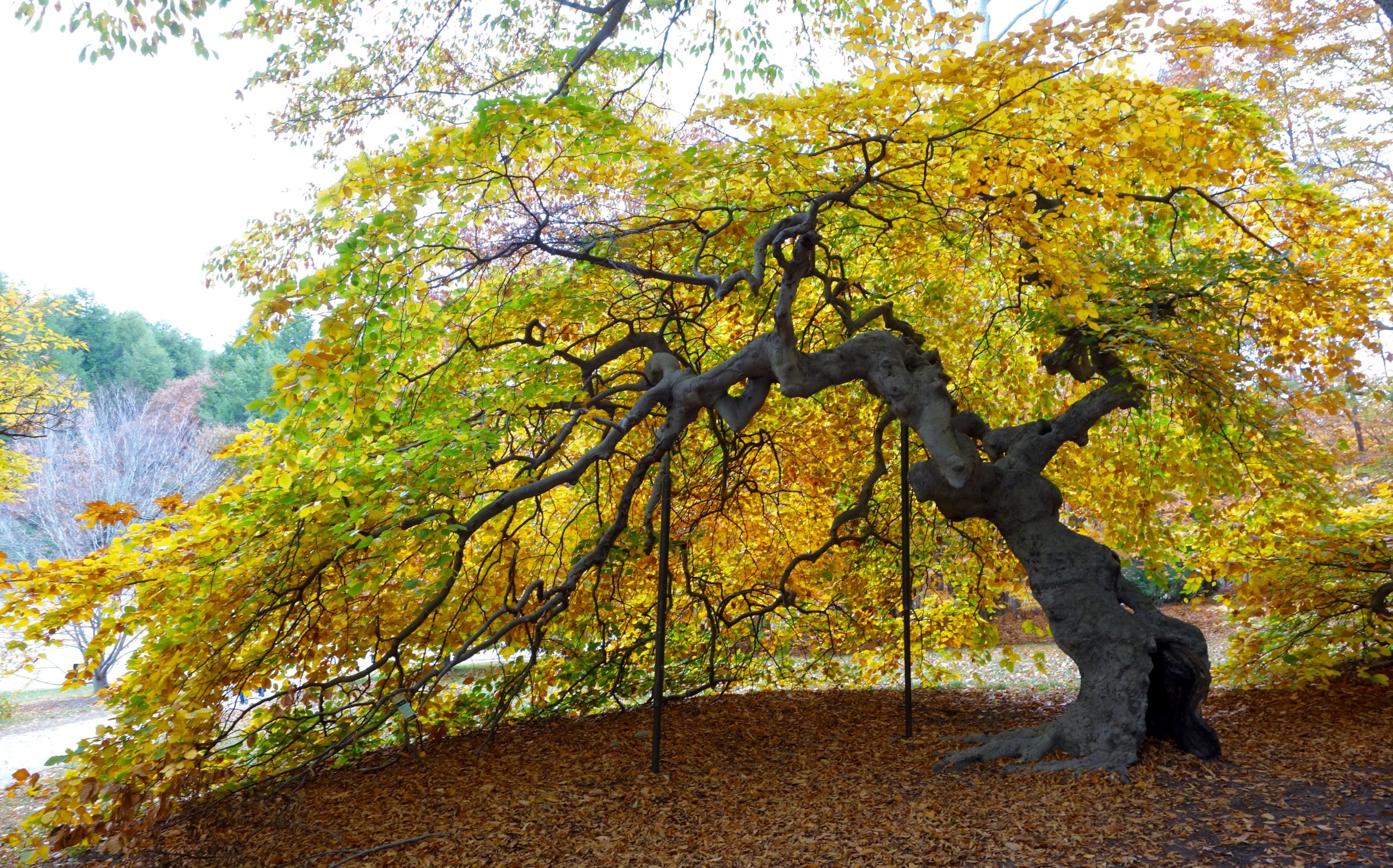 Peak fall colors of Parasol Beech.