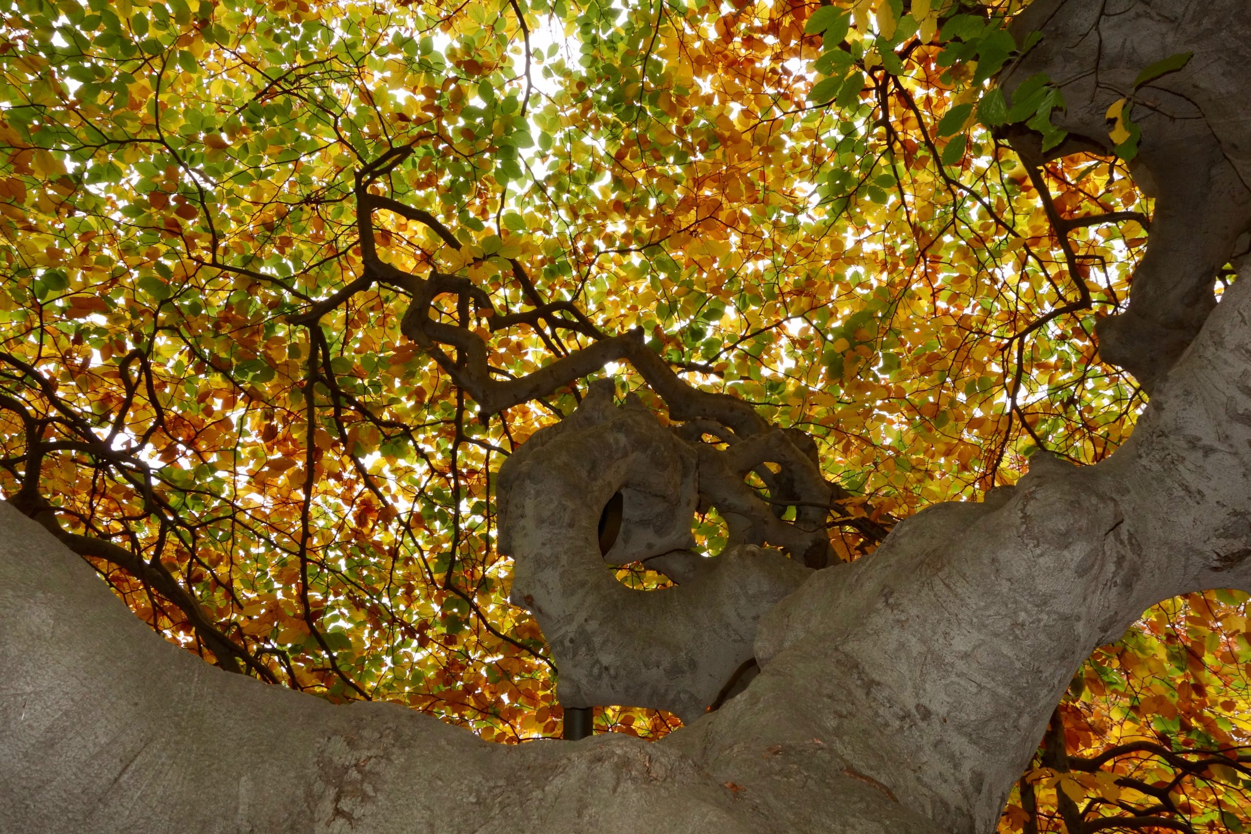 Spiraling trunk of Fagus sylvatica