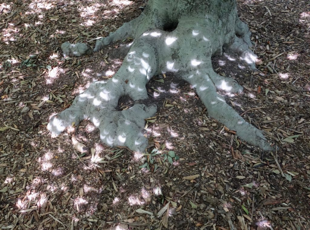 Gray smooth bark extends to the root system (seen here during a solar eclipse).