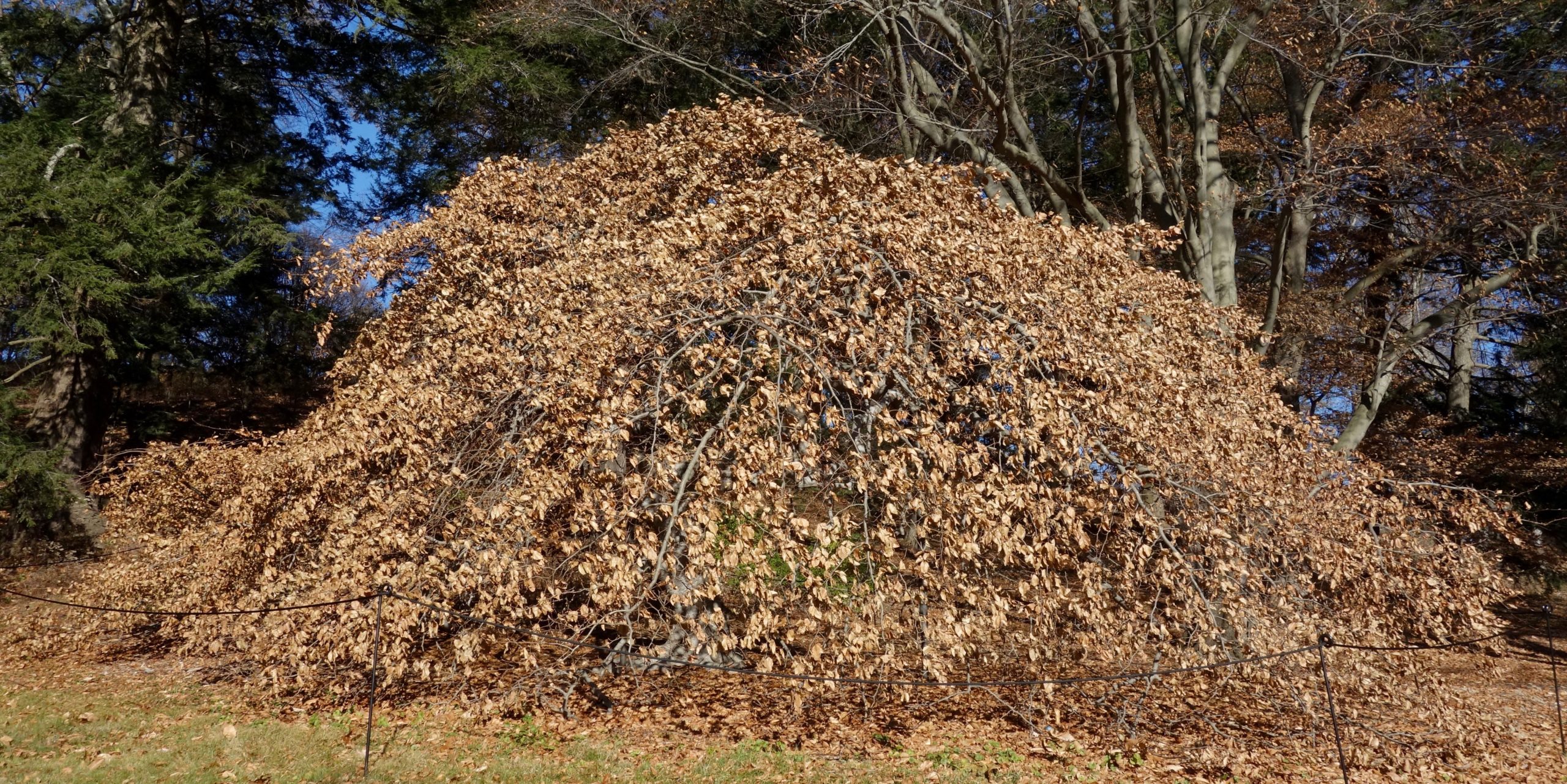 Fall leaves of Parasol Beech.