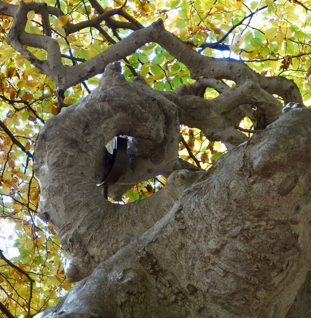 Spiraling trunk of Fagus sylvatica 'Tortuosa'