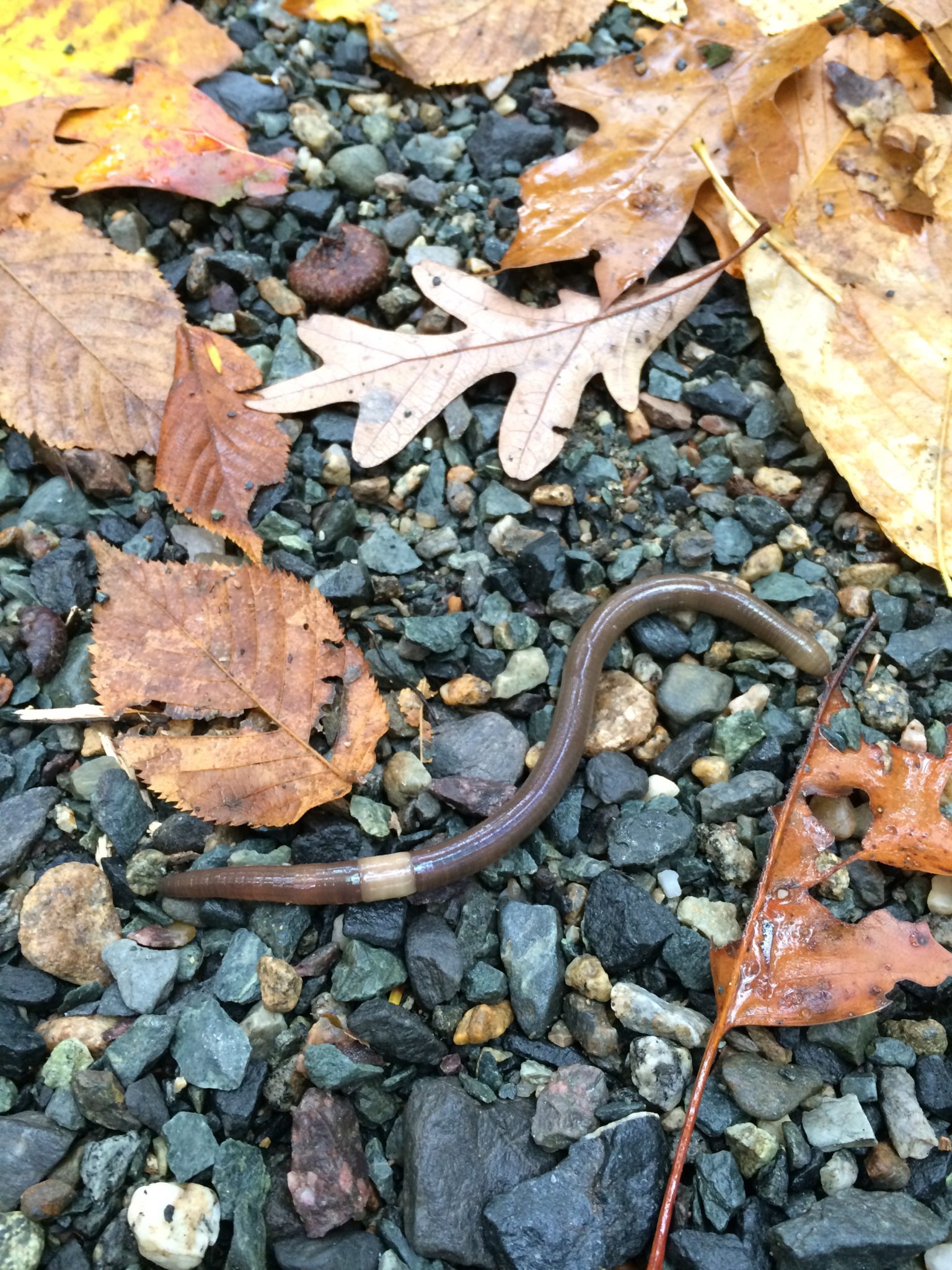 download crazy snake worm download crazy snake worm