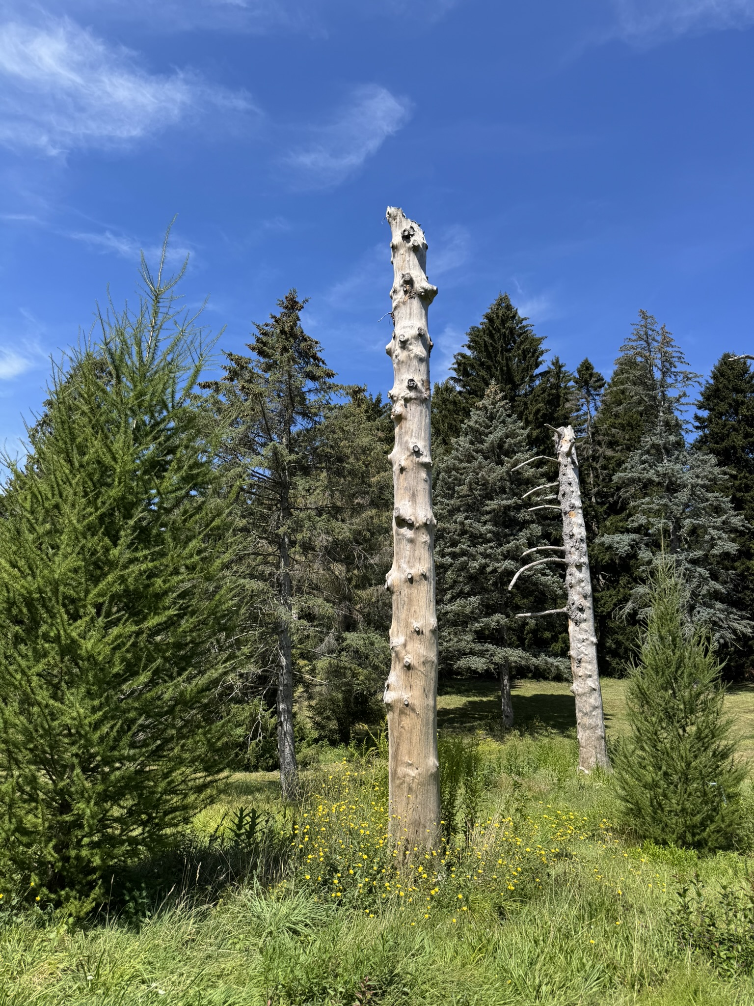 Colorado Blue Spruce