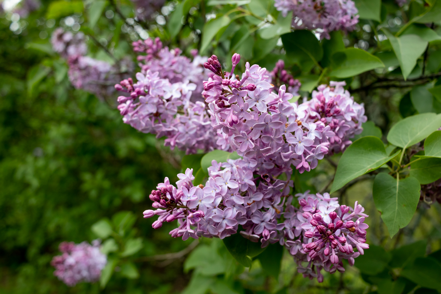 Common lilacs (Syringa vulgaris, 364-2012) flower in 200-year-old hedge on Bussey Hill.