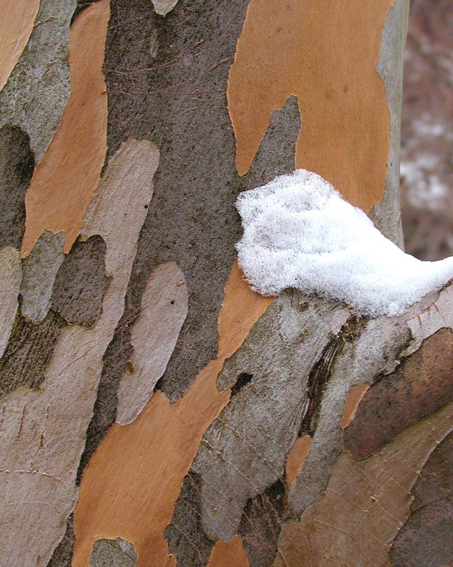 Bark of Japanese Stewartia