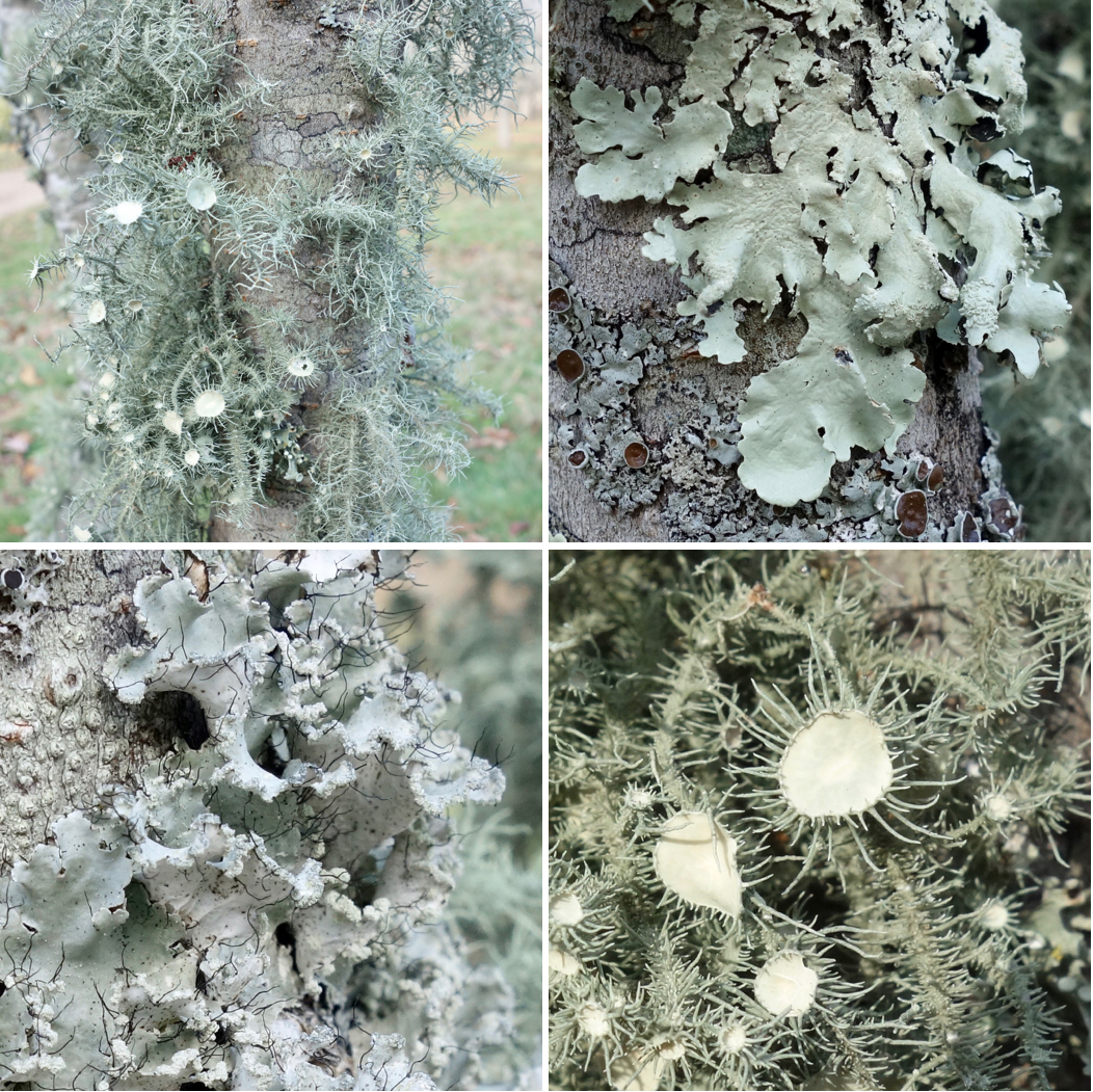 four lichen examples from Arnold Arboretum trees by Ned Friedman