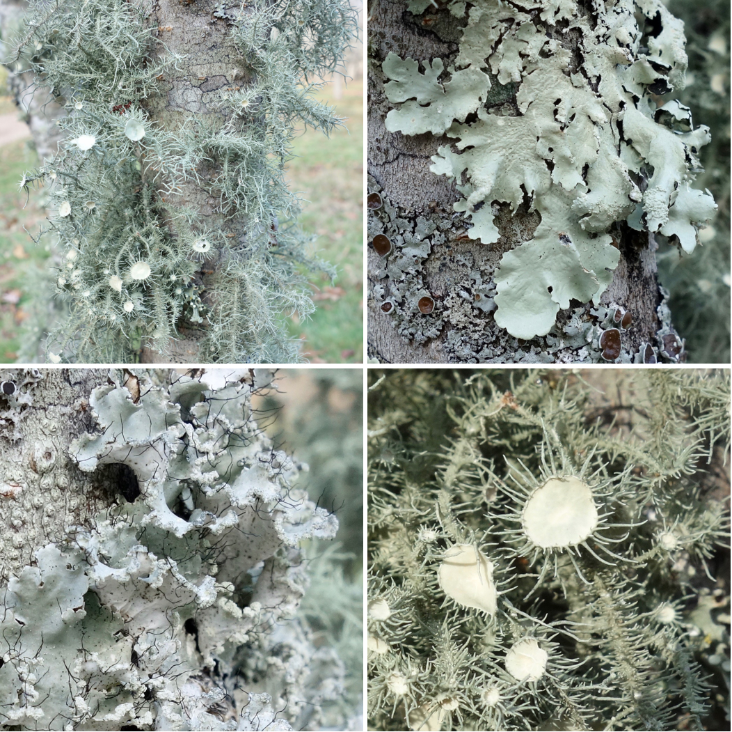 A Forest Of Lichens Arnold Arboretum A Forest Of Lichens Arnold Arboretum