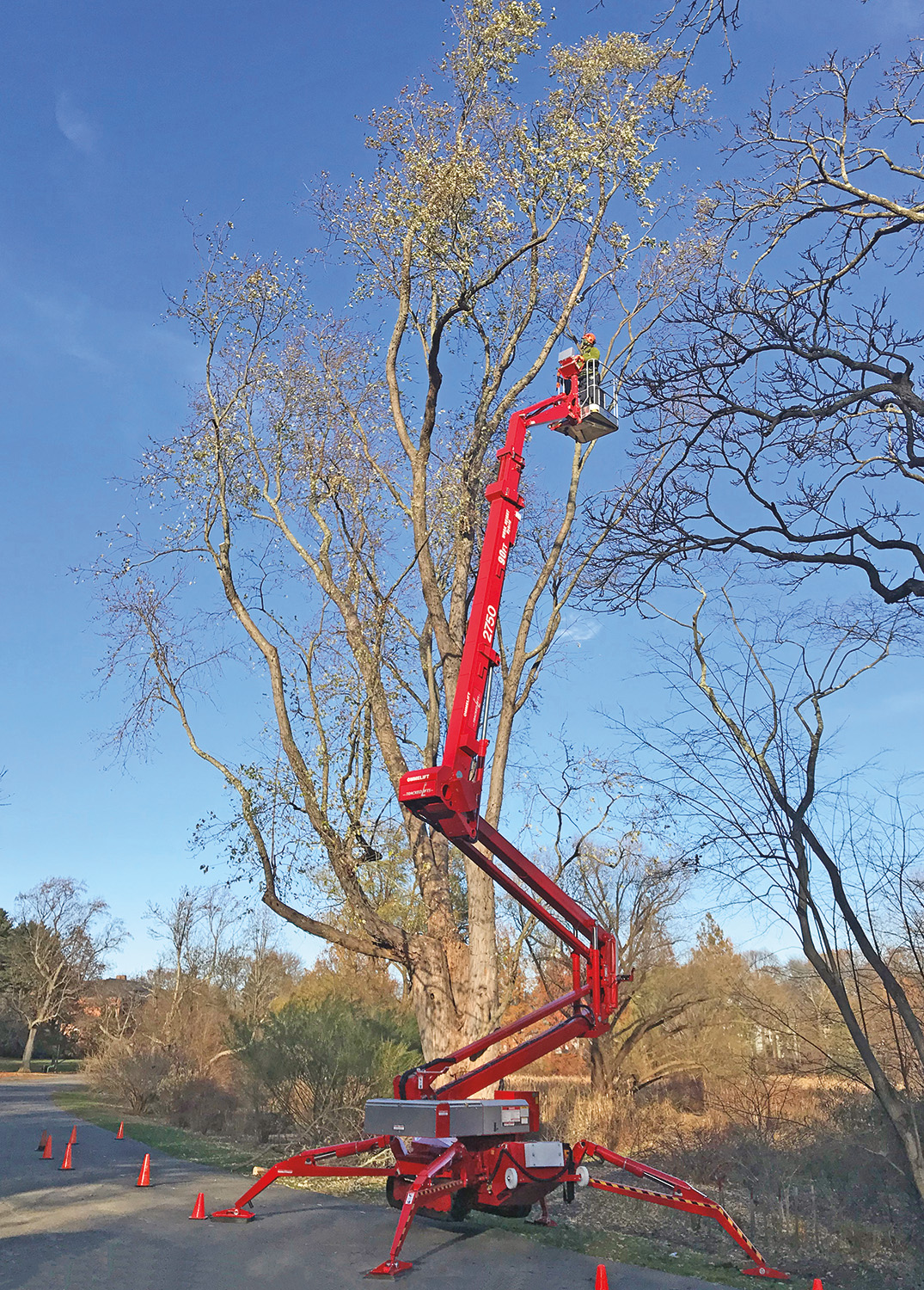 arborists use lighter lift machinery to ascend canopy