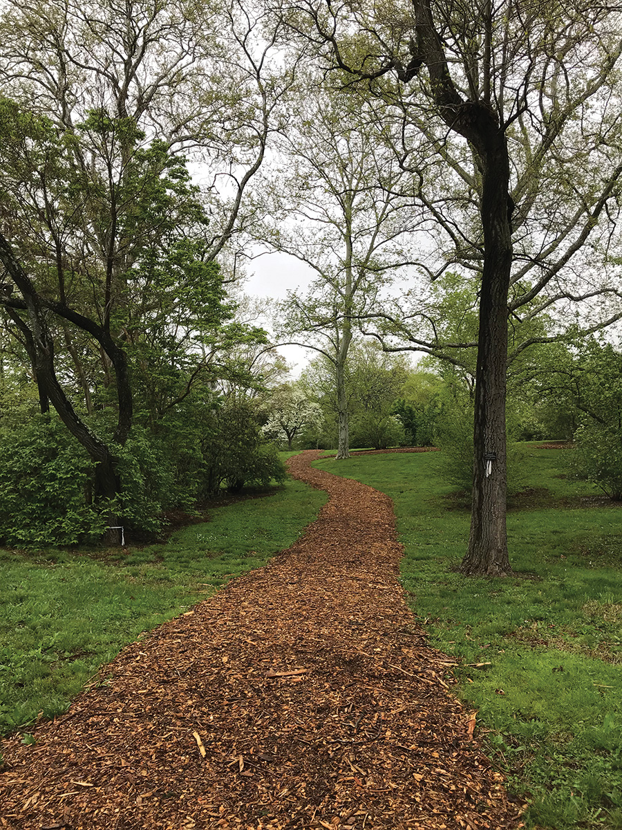 Mulched path through viburnum collection