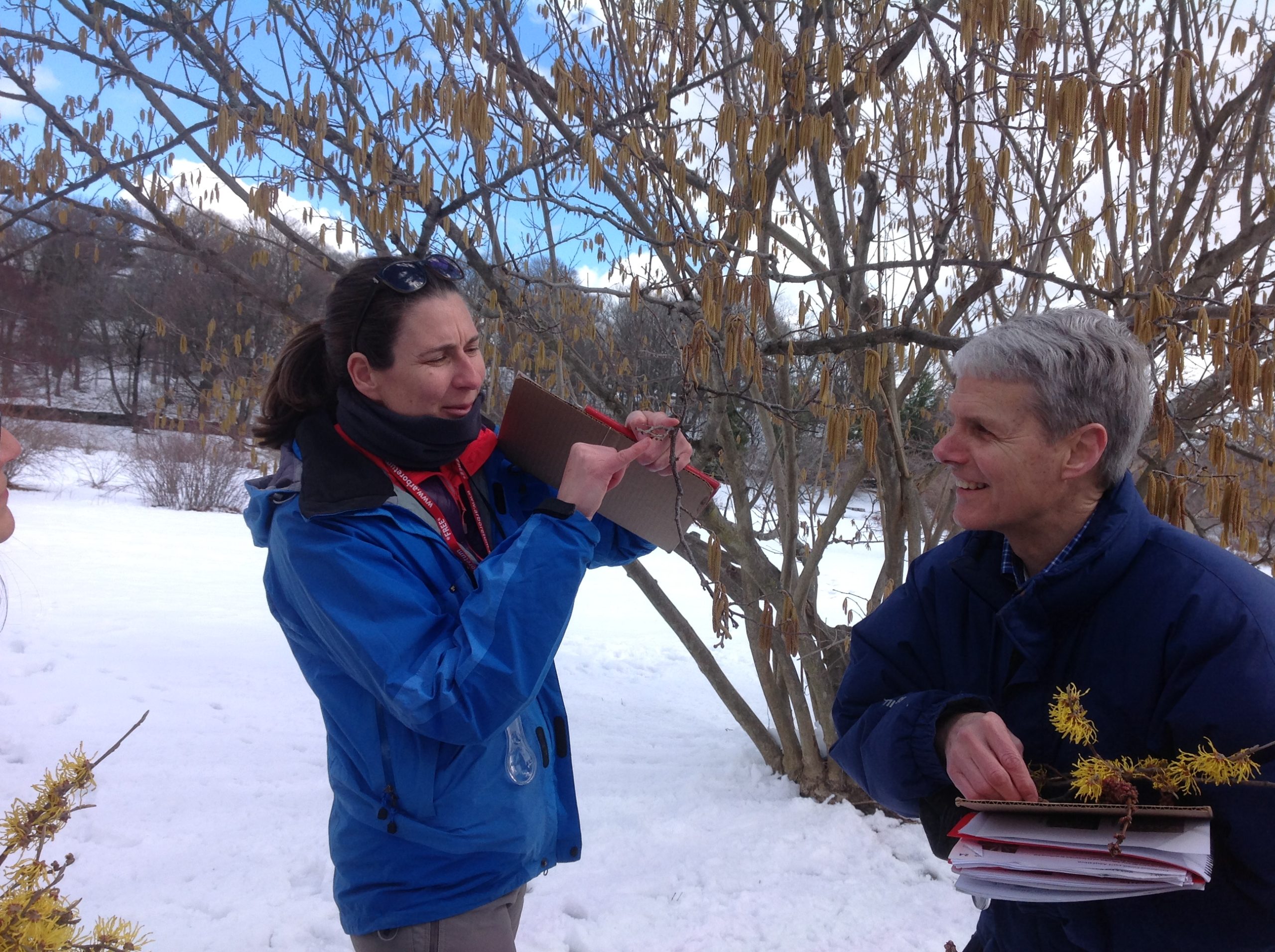 Olga identifies the female flower parts on the common hazel.