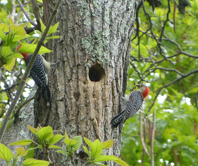 A mating pair of red bellied woodpeckers. They worked together to excavate this nest hole, which they will not return to next season.