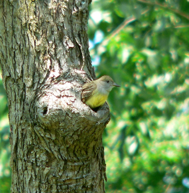 A great crested flycatcher in a nest hole. This tree is trying, unsuccessfully, to seal off these wounds.