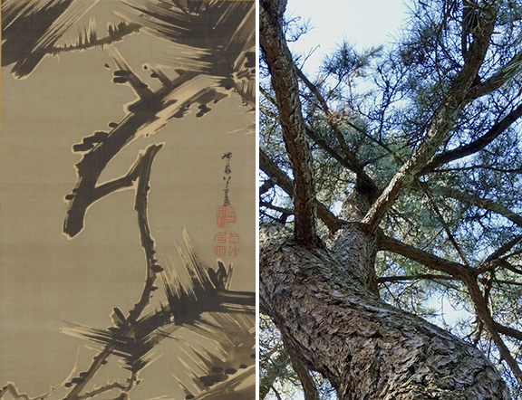 Japanese black pine painted on scroll (left). Photo of Japanese black pine (right).