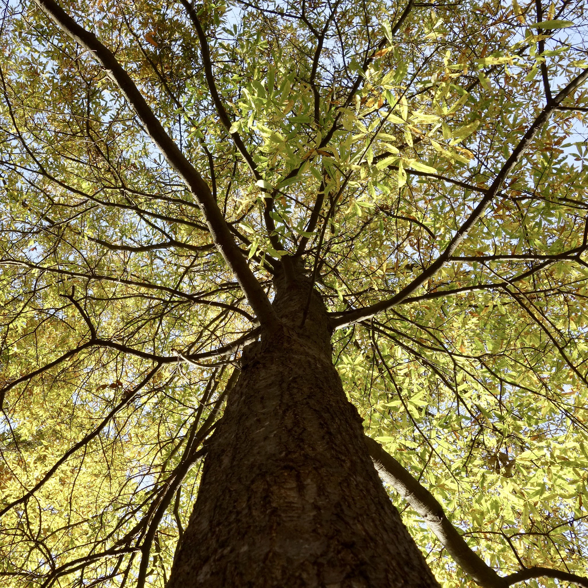 Quercus phellos 183-80-B Friedman