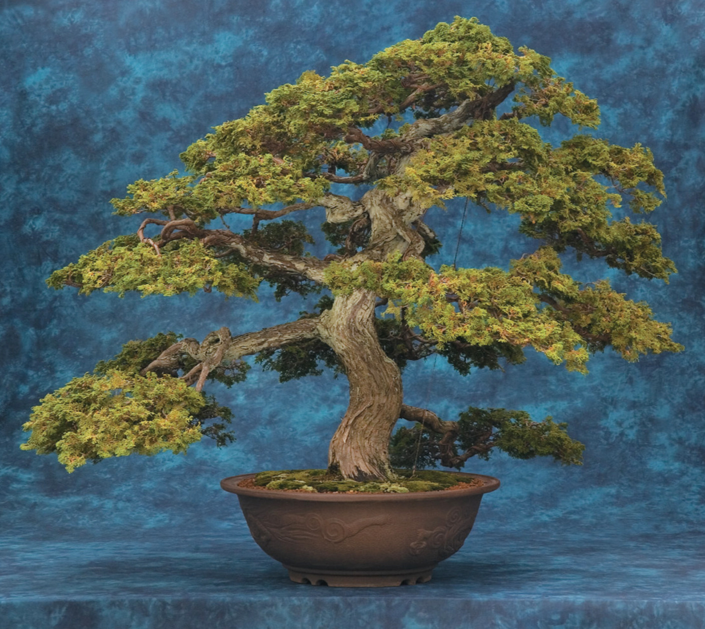 Bonsai & Penjing Collection - Arnold Arboretum