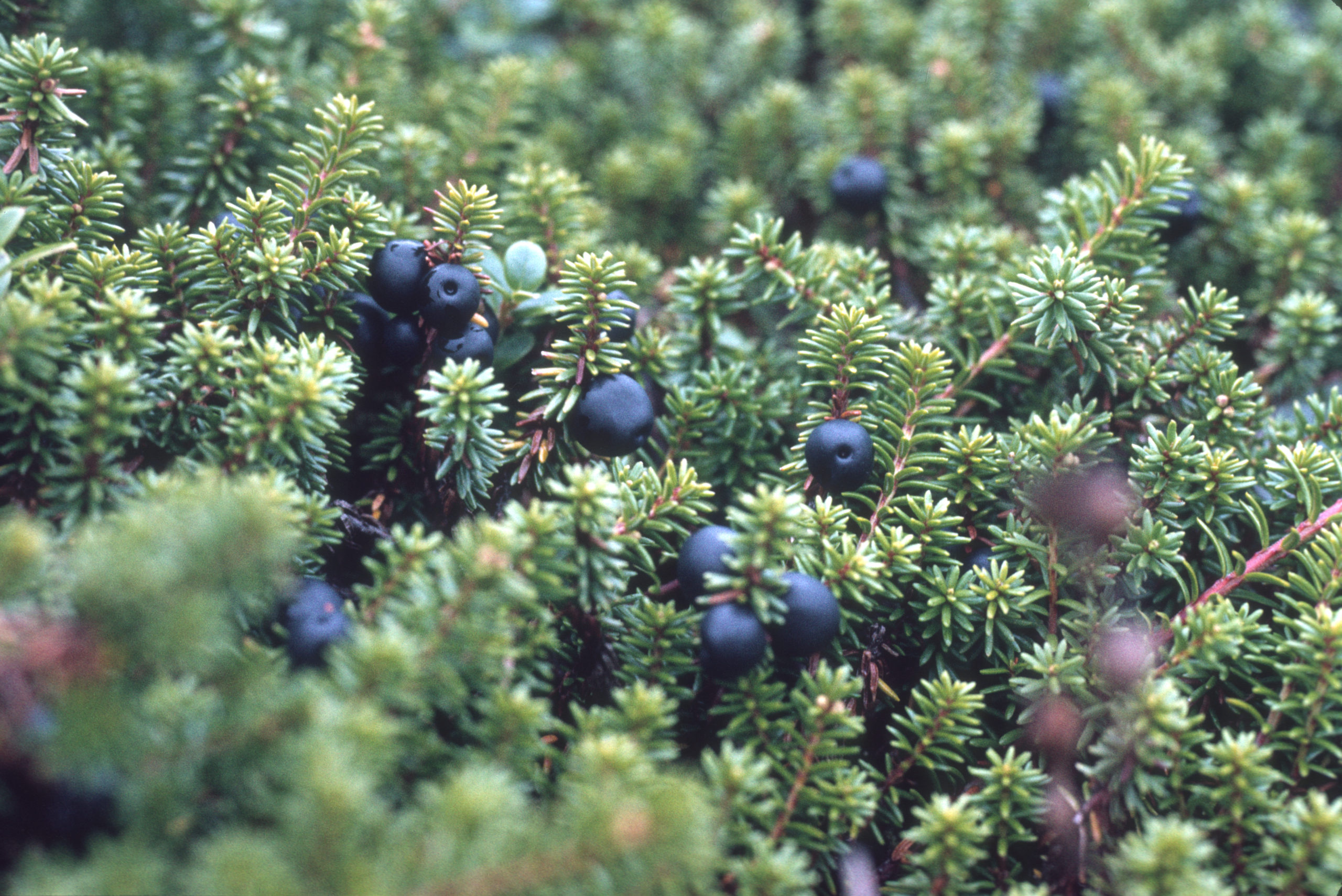 Empetrum nigrum subsp. japonicum photographed by Stephen Spongberg September 14, 1977 on Mt. Hakkoda.