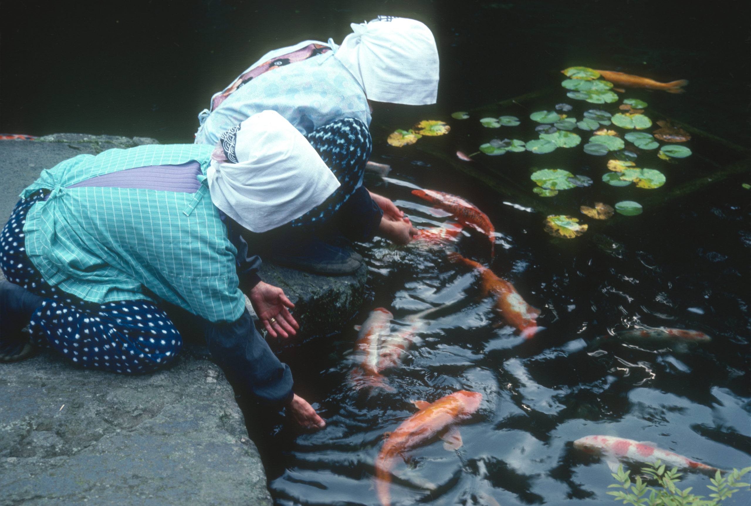 Gardeners at the koi pond at the Hakone Art Museum garden. Photograph by Stephen Spongberg, September 25, 1977.