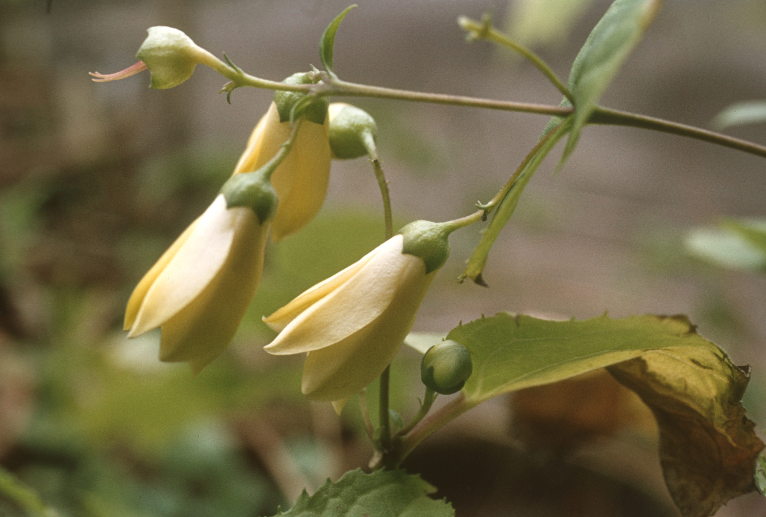 Delicate flowers of Kirengeshoma palmota photographed by Stephen Spongberg at the Botanical Garden, Tohoku University, Sendai, September 18, 1977.