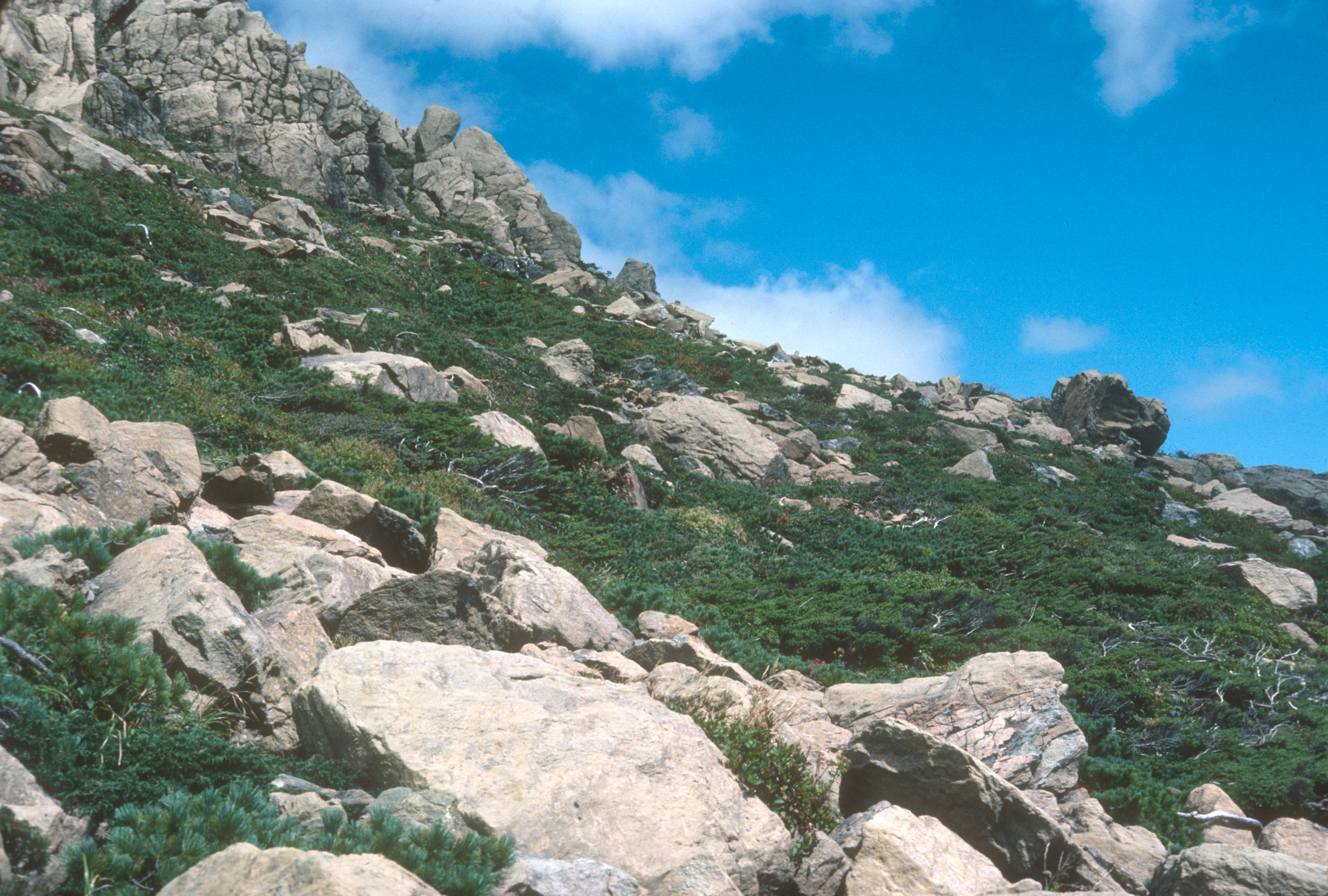 A view of the Mt. Hayachine alpine zone, Iwate Prefecture, at approximately 1200 m. with Pinus, Juniperus, and Tsuga. Photographed by Stephen Spongberg, September 16, 1977.