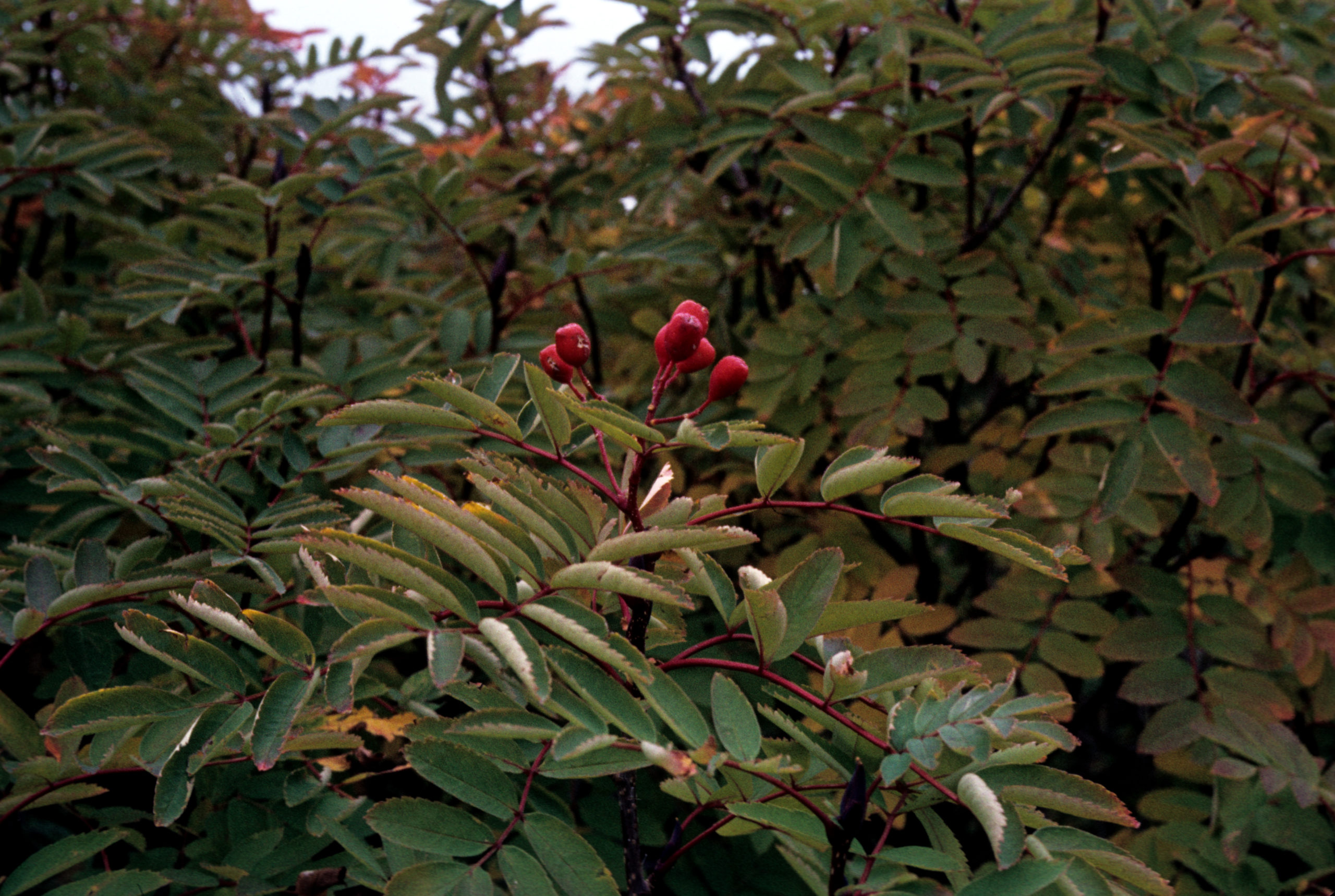 Sorbus matsumurana, photographed by Stephen Spongberg on Mt. Daisetsu, Hokkaido, on September 10, 1977.