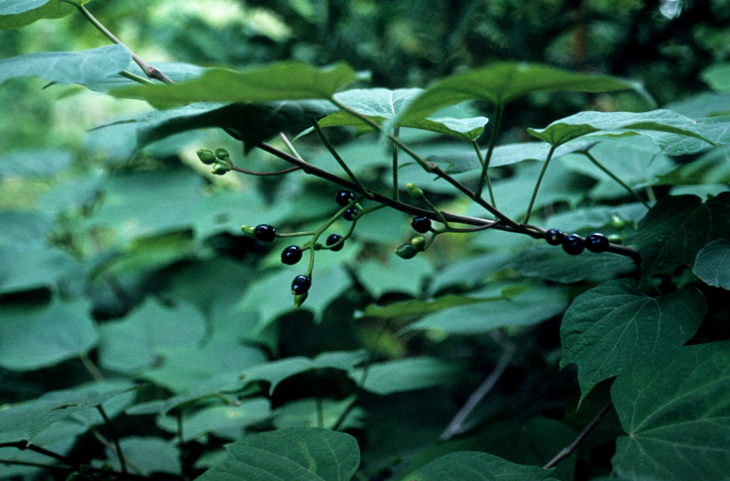 Alangium platnifolium var. trilobum, photographed by Stephen Spongberg on September 9, 1977 in the Tokyo University Forest, Hokkaido.