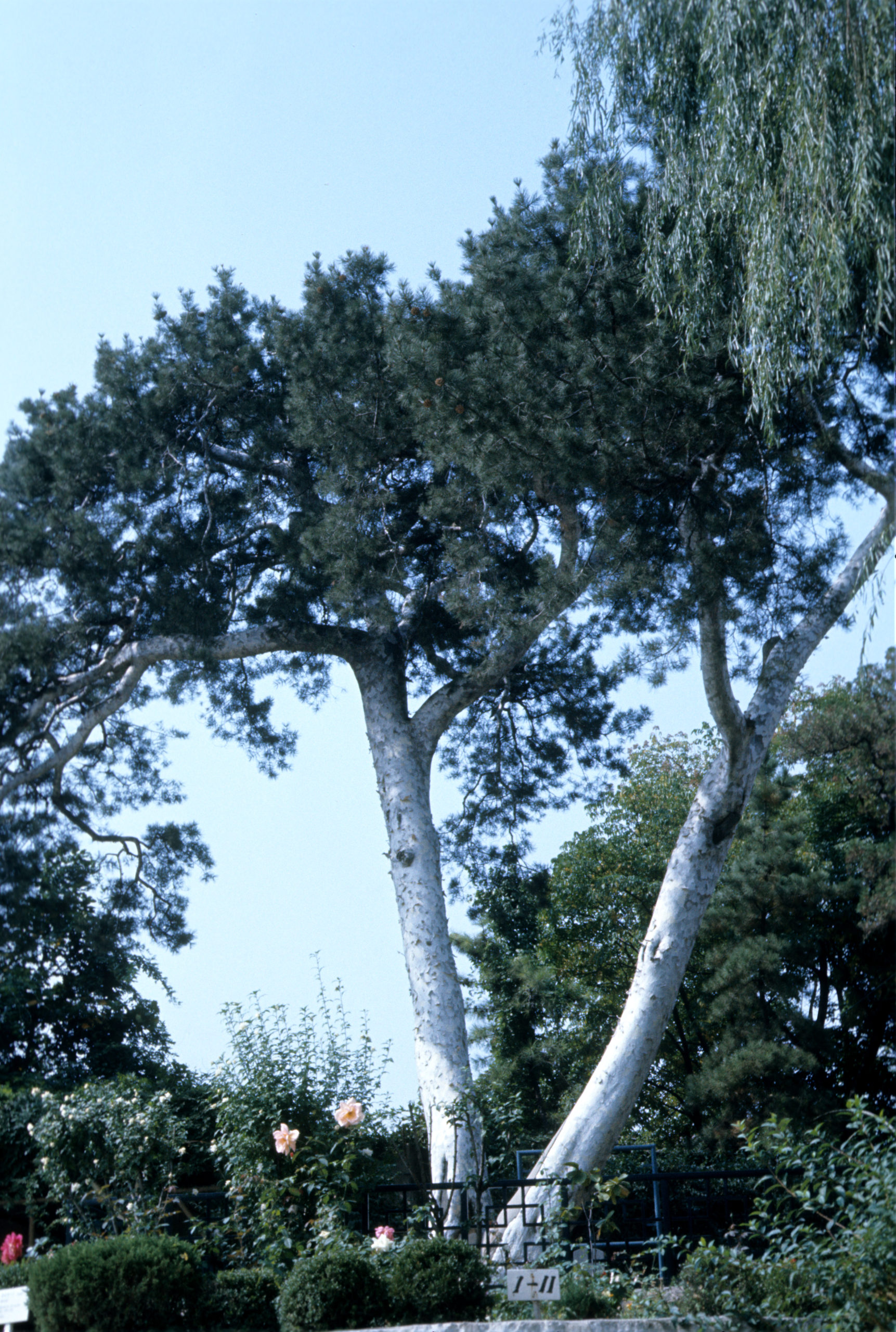 Stephen Spongberg photographed this double stemmed Pinus bungeana in a park in Seoul, South Korea on October 5, 1977.