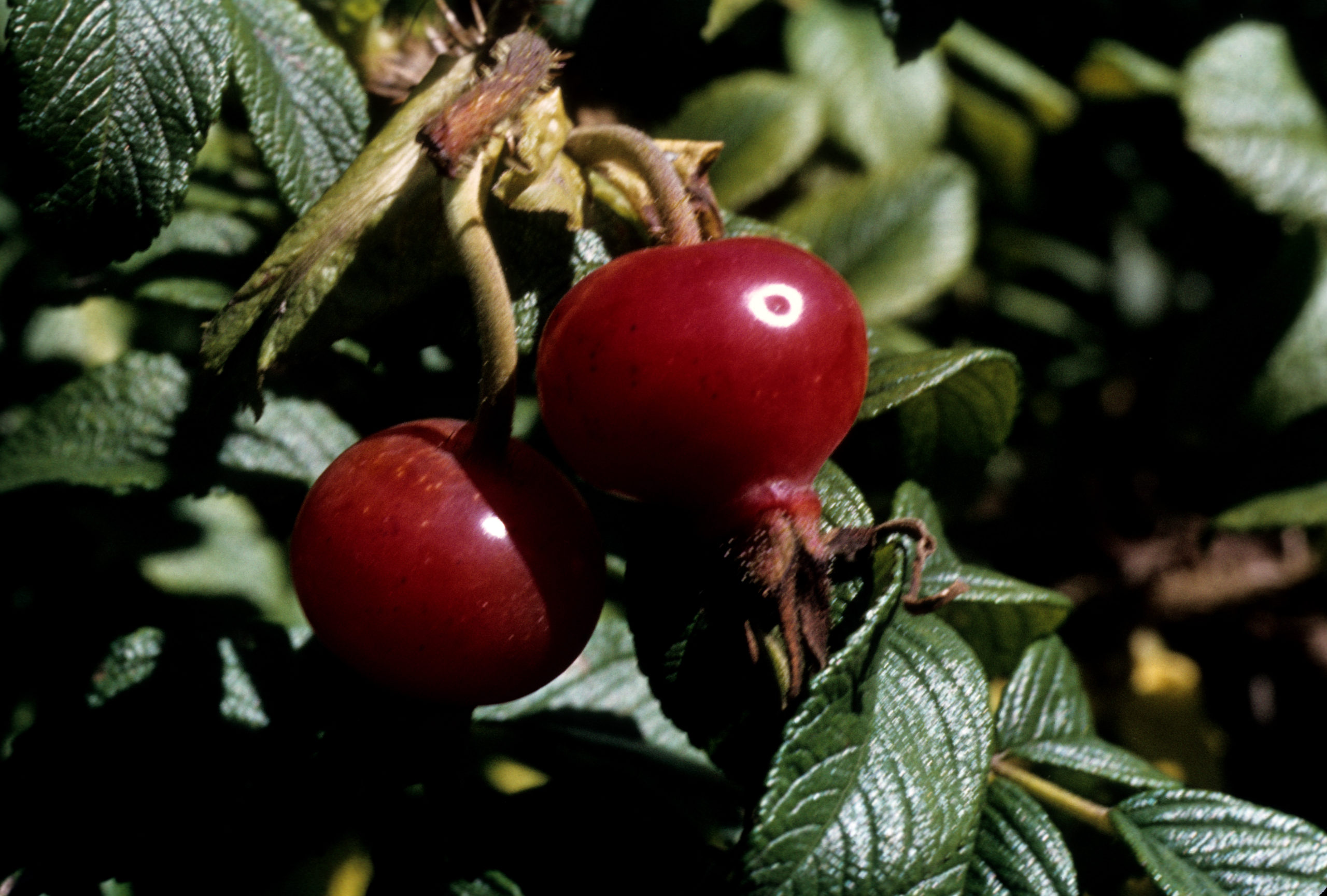 Rosa rugosa fruit, photographed by Stephen Spongberg at the Branch Forest Experiment Station, Ohno, Mt. Hakodate, Hokkaido. September 12, 1977.