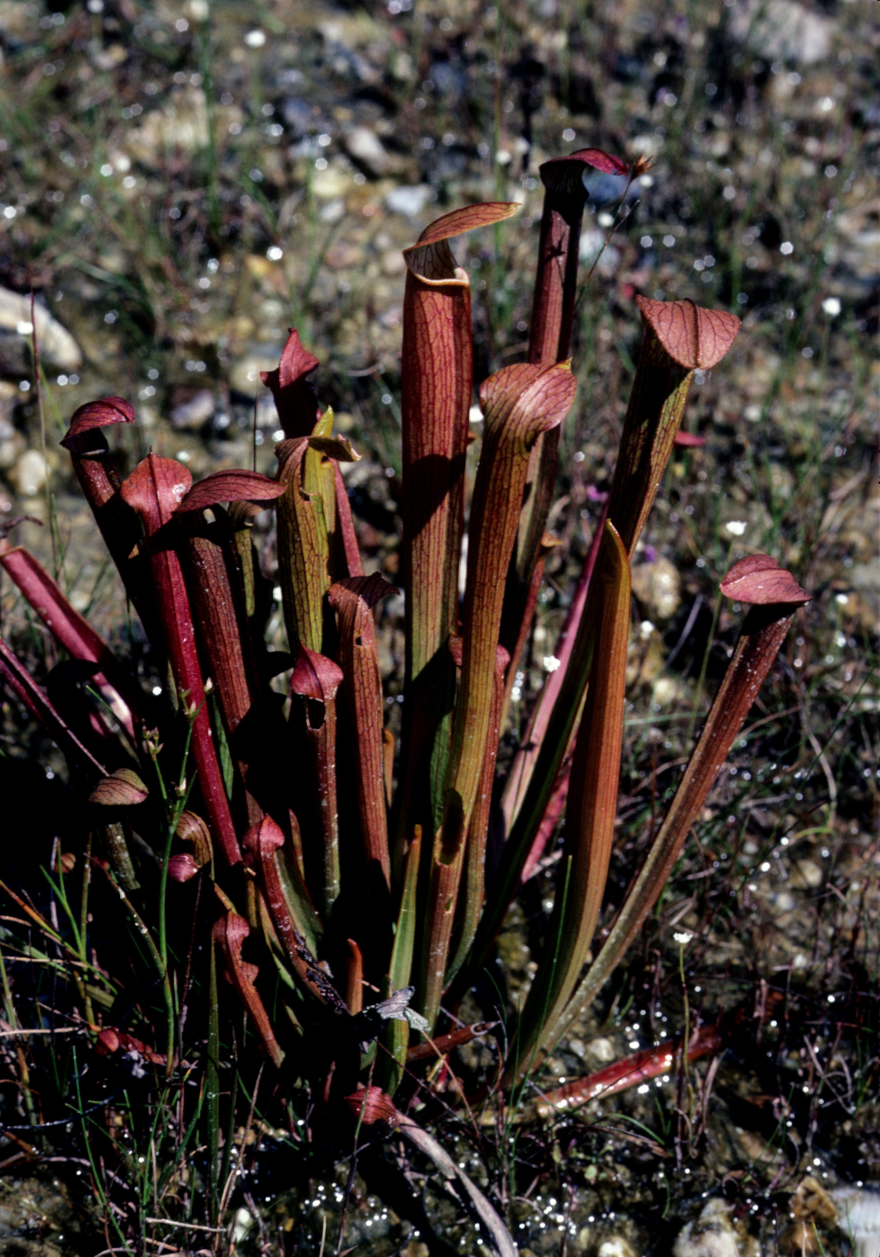 Sweet pitcherplants Sarracenia rubra, a North American species, that has naturalized in a swamp near Nagoya. Photograph by Stephen Spongberg, September 26, 1977.