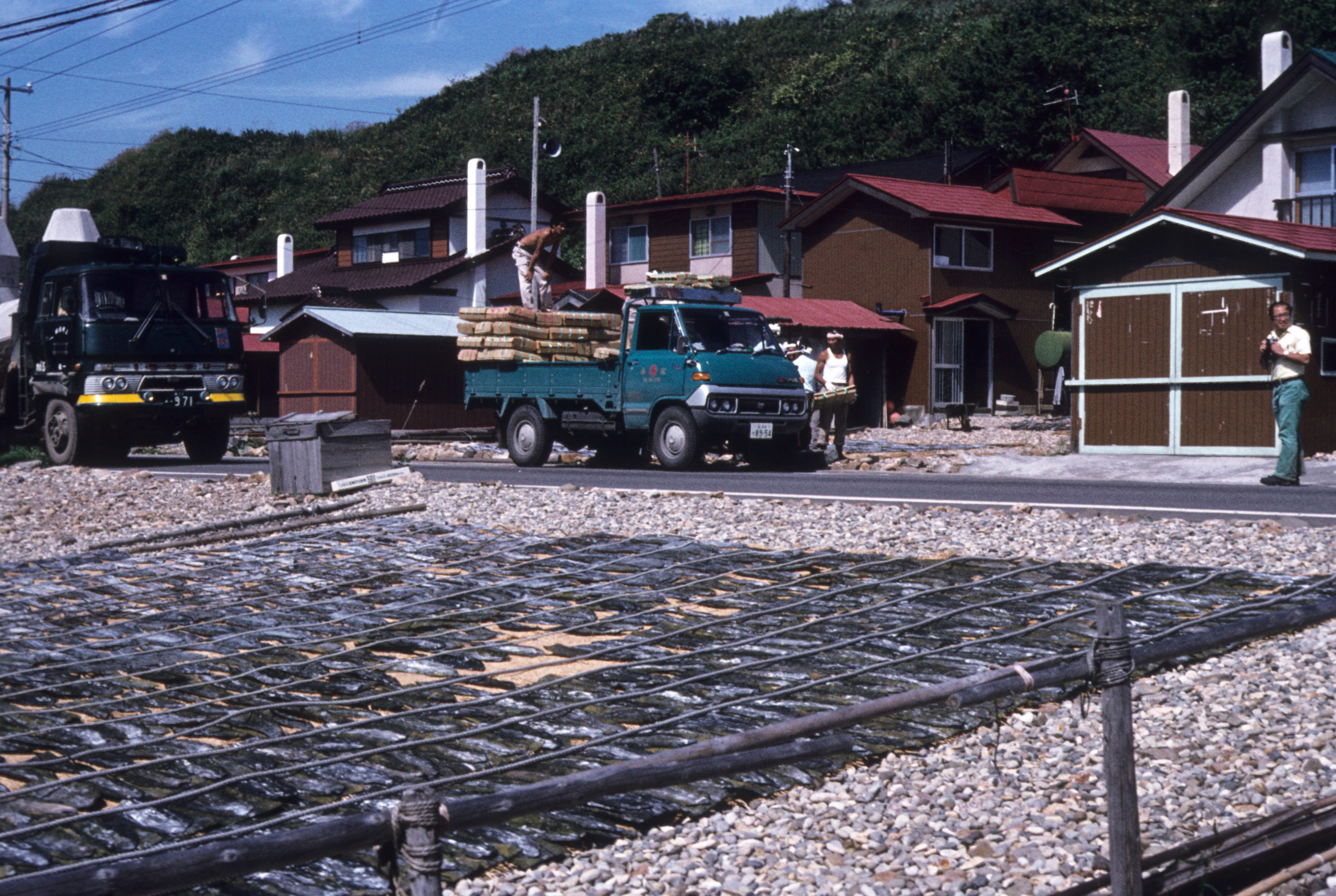 Kelp drying and loading operation photographed by Stephen Spongberg on the coast of Hokkaido east of Hakodate, September, 12, 1977.