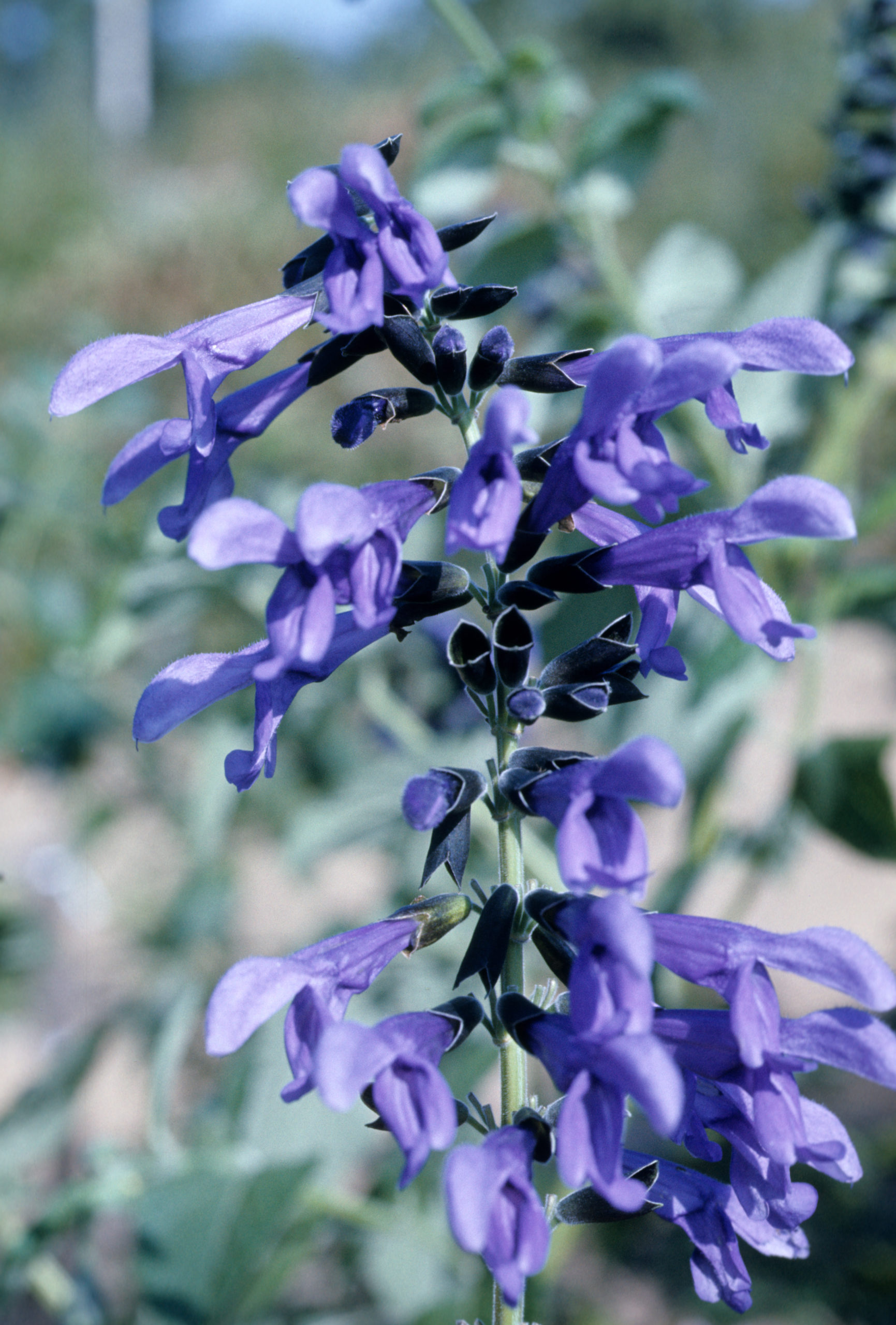 Salvia guaranitica photographed by Stephen Spongberg at Challipo Arboretum September 2, 1977.