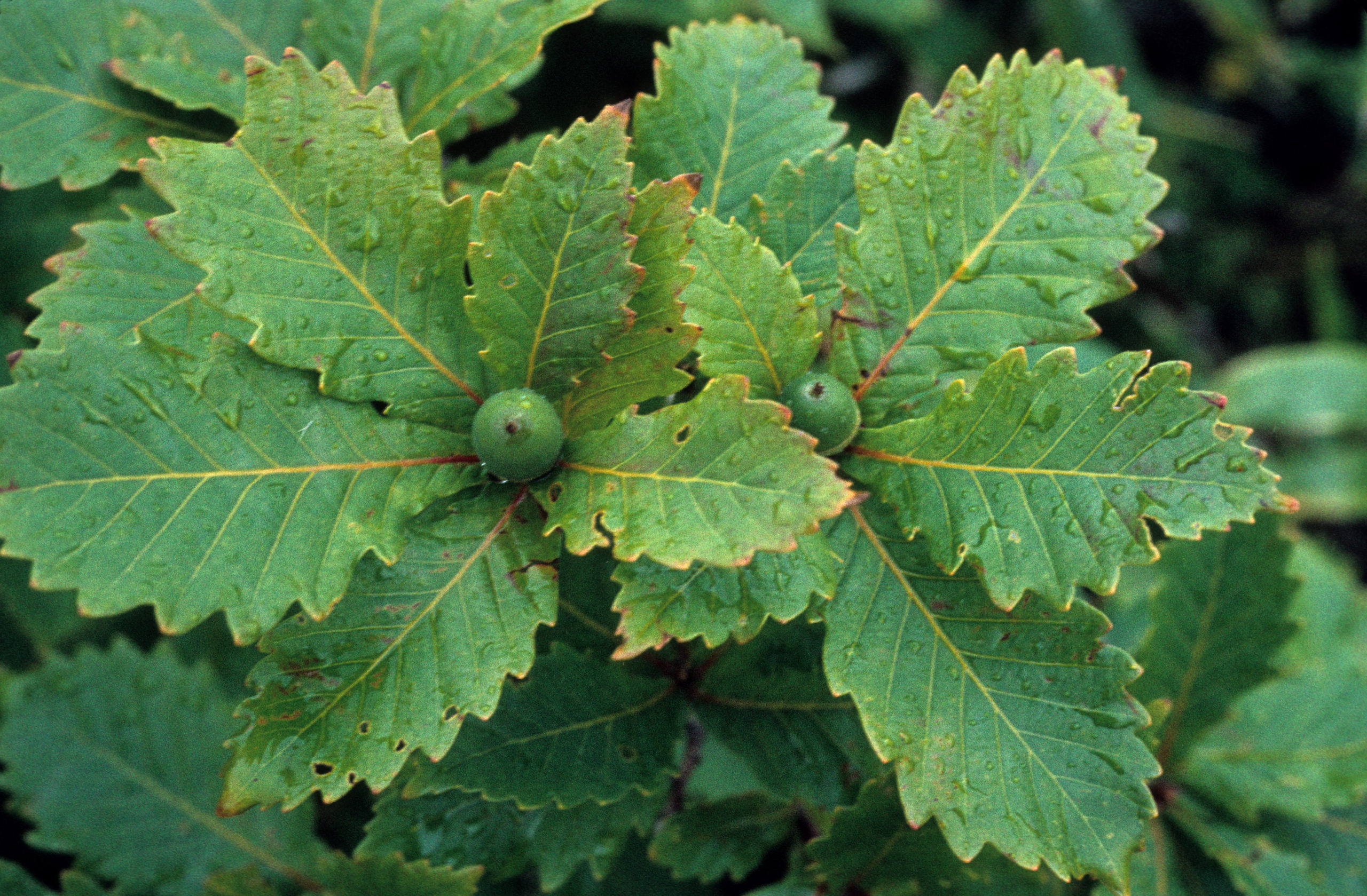 Quercus mongolica var. undulatifolia?, leaves and fruit, photographed by Stephen Spongberg on Mt. Hakkoda, Aomori Prefecture, September 14, 1977.