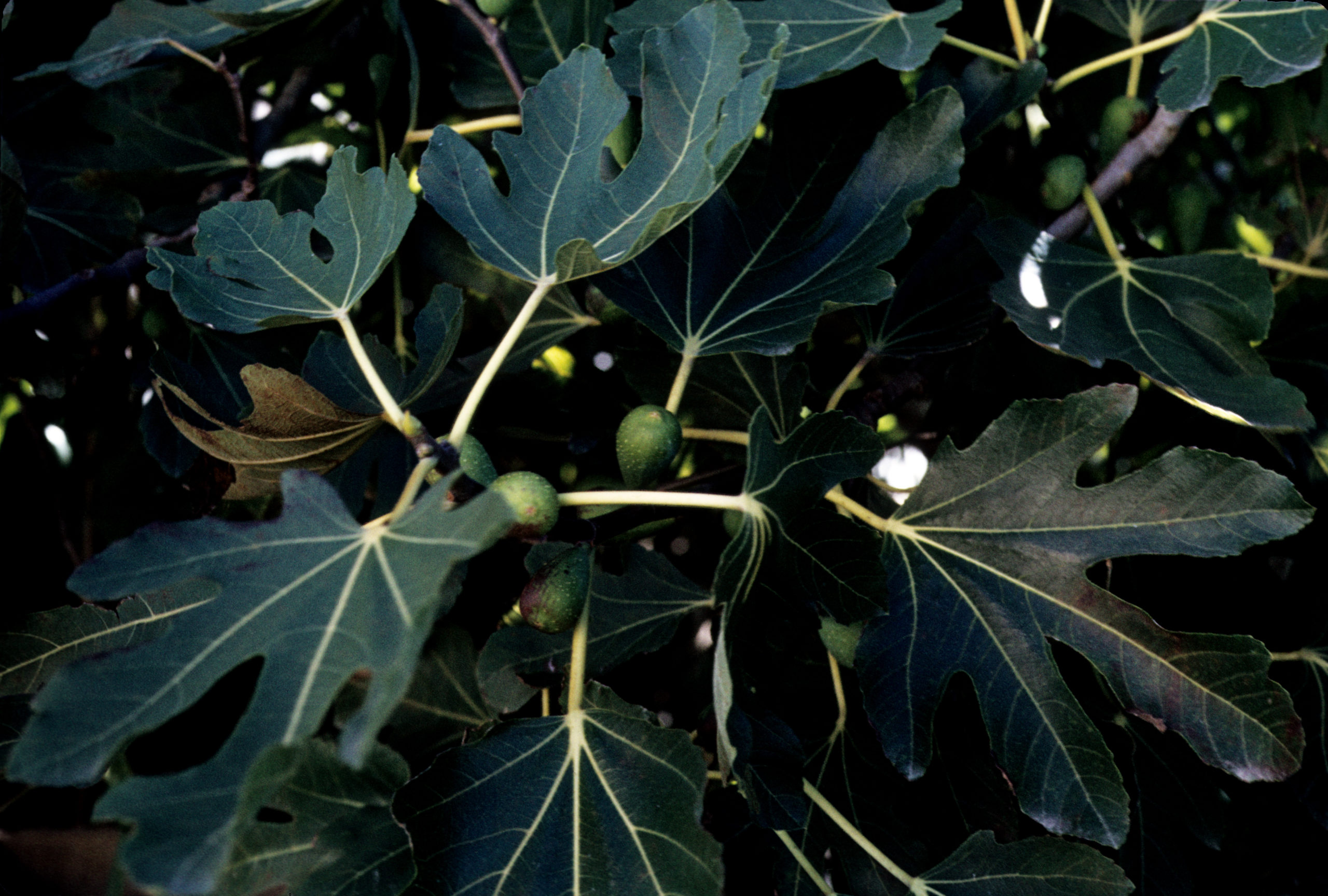 Common fig leaves and fruit, Ficus carica, photographed by Stephen Spongberg on Miyato Island near Matsushima, Miyagi Prefecture on September 20, 1977.