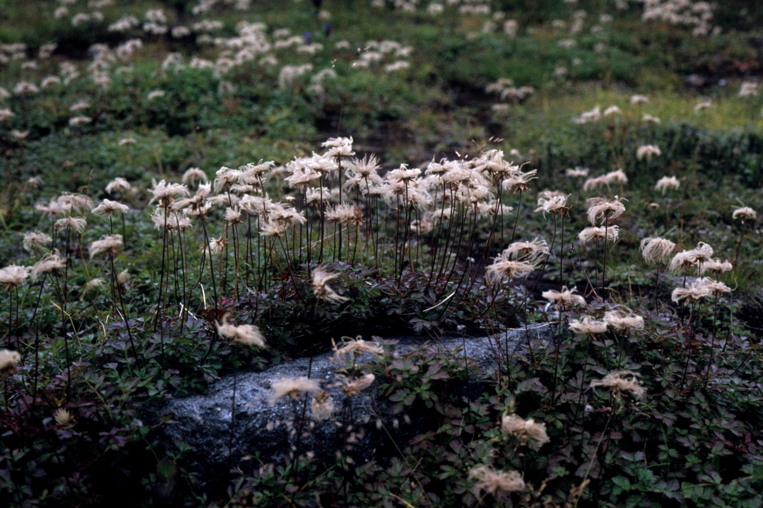 Sieversia pentapetala, photographed in the Alpine zone of Mt. Daisetsu by Stephen Spongberg on September 10, 1977.