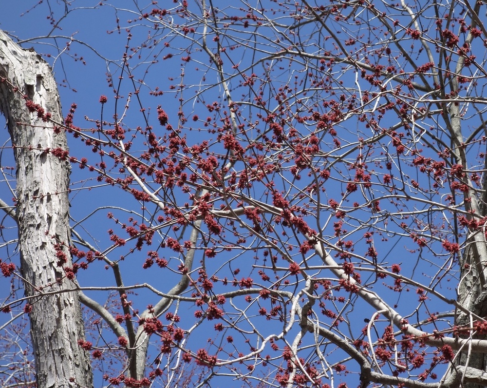 Branches of silver maple with open flowers.