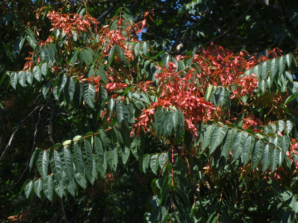 Tree of heaven.