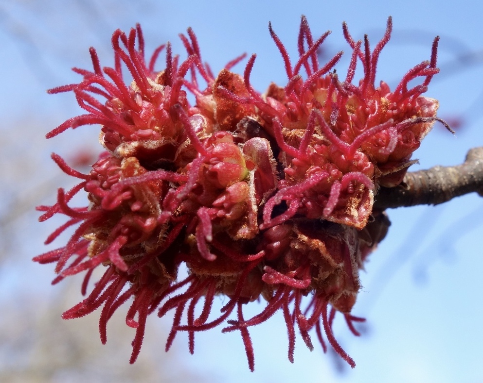 Female flowers of silver maple.