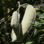 Seed pods of Kentucky coffeetree.