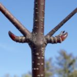 Buds of Katsura Tree.